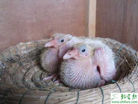 雏鸽的公母鉴定与喂养