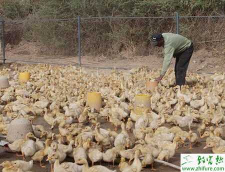 怎么做好养鸭防疫工作？养鸭防疫有何重要性？