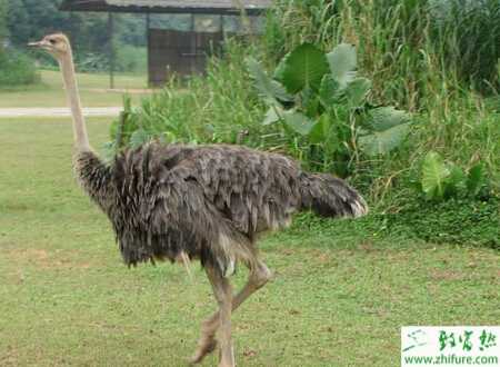 养鸵鸟种蛋的孵化率低的原因及解决方法