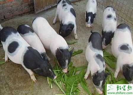 香猪养殖舍的建设