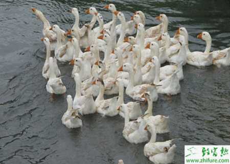 种草养鹅怎么养？有什么好处和可行性？