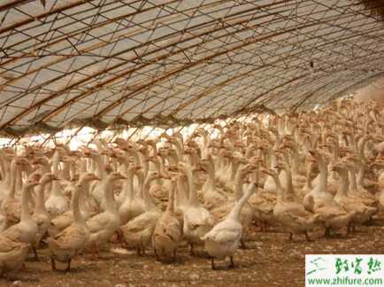 塑料大棚大棚养鹅怎么养?大棚怎么搭建?有什么优势?