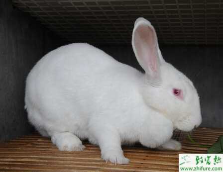 养肉兔的利润