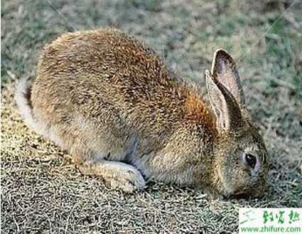养野兔的市场前景