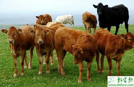 养肉牛的市场前景