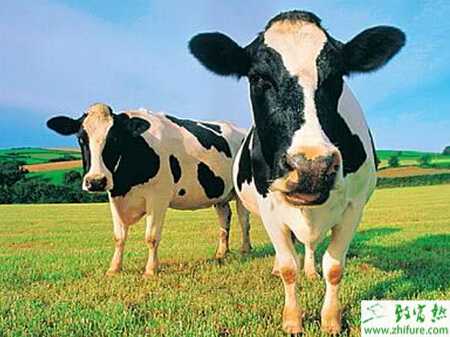 养奶牛的利润