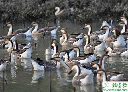 北方养鹅怎么养？有哪些注意事项？赚钱吗？