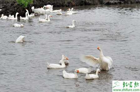 鱼塘养鹅怎么养？有些怎么注意事项？效益怎么样？
