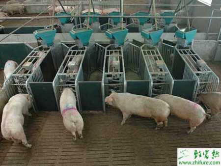 养猪防疫消毒怎么实行？有哪些注意事项？