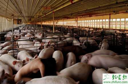 2015年养猪怎么样？行情如何？赚钱吗？