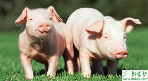 2015养猪有哪些政策补贴?