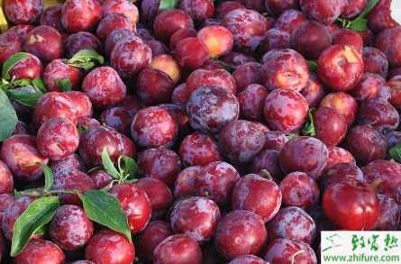 种李子的科学施肥方法