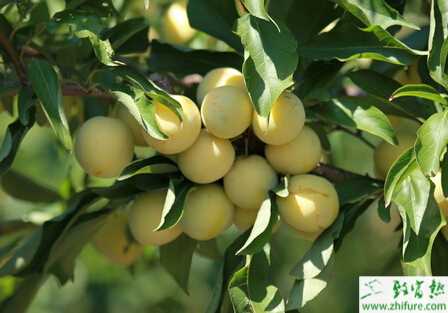 种李子采收后果园管理要点