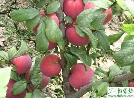 种李子树常见病虫害及防治