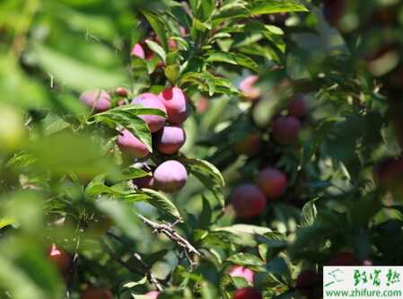 种李子夏季管理技术