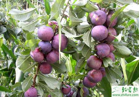 种李子树的修剪方法