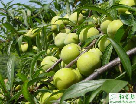 种李子之李子园的秋季管理
