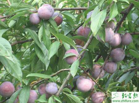 种李子果实内部生虫子的防治