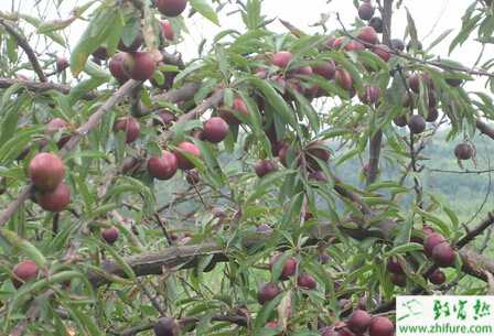 种李子冬剪须精心