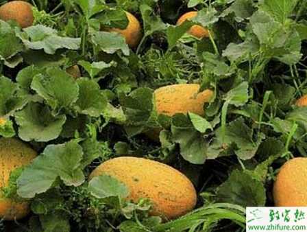 种哈密瓜白粉病的防治