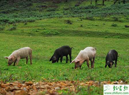 生态养猪是什么？怎么养？有什么优势？