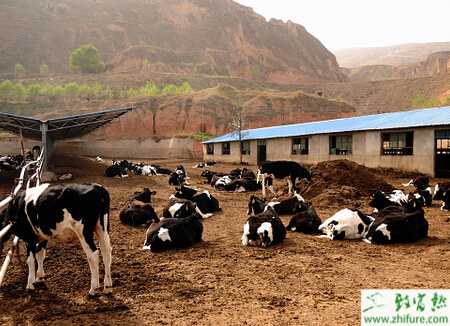 养牛场怎么建设？有什么需要注意的？