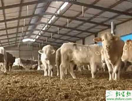 发酵床养牛怎么操作?有什么好处?