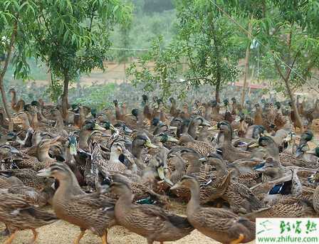 养野鸭赚钱吗？