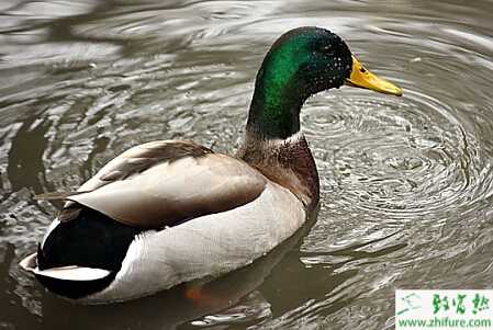 养野鸭的利润