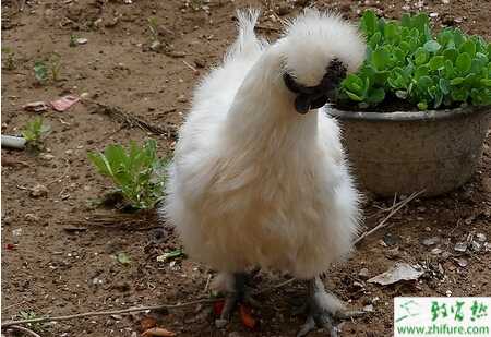 养乌鸡的市场前景