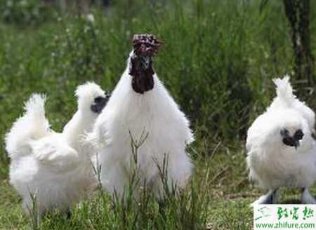 养乌鸡赚钱吗？