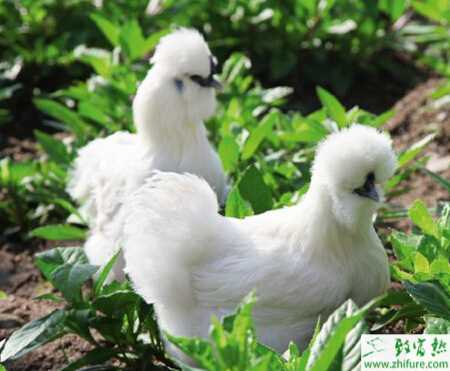 养殖乌鸡的市场前景