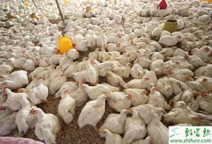 养肉鸡的市场前景