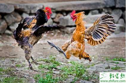 养斗鸡的市场前景
