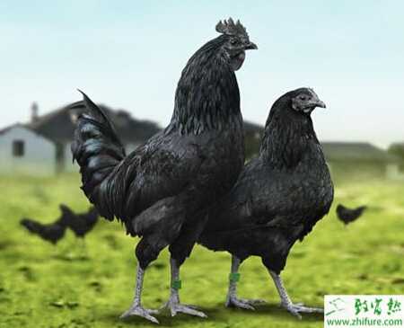 养绿壳蛋鸡的市场前景