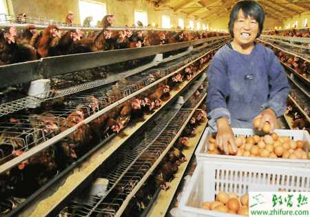 养蛋鸡赚钱吗？