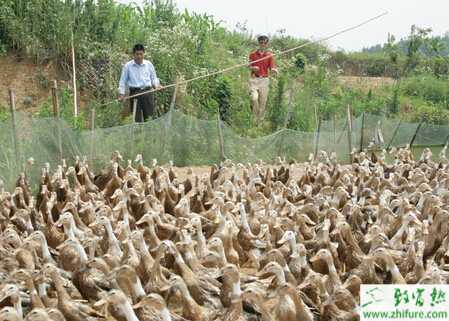 旱养蛋鸭怎么养？有什么优点？