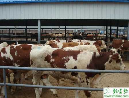 养牛场的消毒防疫怎么操作？如何选择消毒药物？