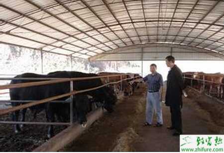 养牛场管理制度怎么实行？辅助设施有哪些？