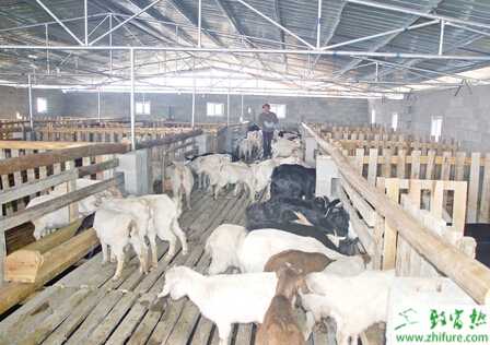 养羊场怎么建设？该怎么管理？