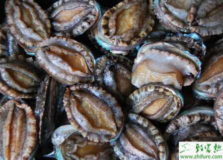 养鲍鱼赚钱吗？