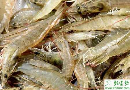 养南美白对虾赚钱吗？