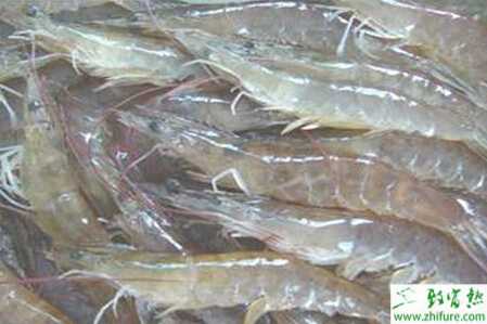 养南美白对虾的利润