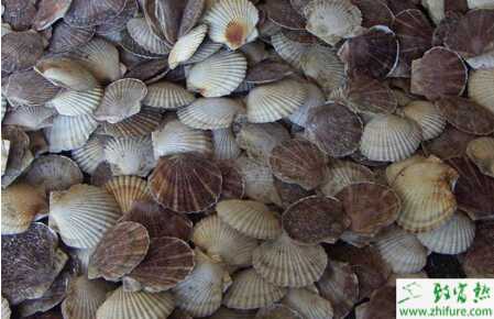 养扇贝的市场前景