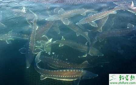 养鲟鱼的市场前景