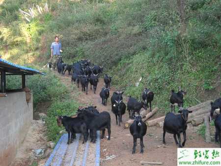 生态养羊是什么?有什么需要注意的?