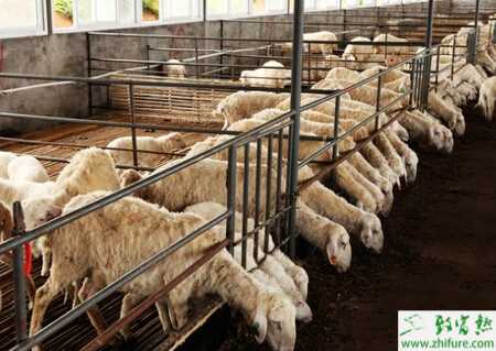 养羊场办理需要注意哪些?羊场建设有哪些流程?