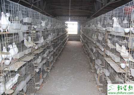养鸽场建设需要注意哪些问题?怎么科学管理?