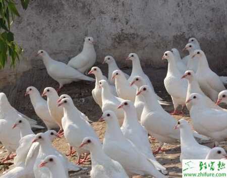 如何放养鸽子？新手养鸽有什么需要注意的？