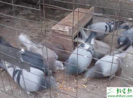 养鸽保健砂什么？怎么配制？